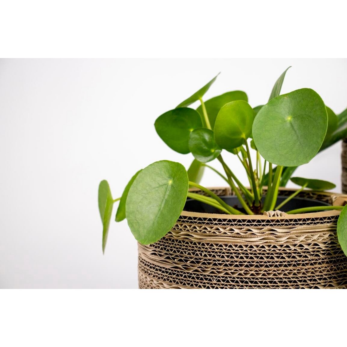 Cache-pot et cache-pot en carton - Roos