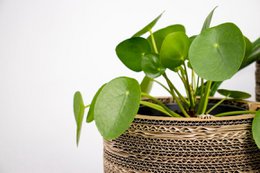 Cardboard Flowerpot and Plant Pot - Roos