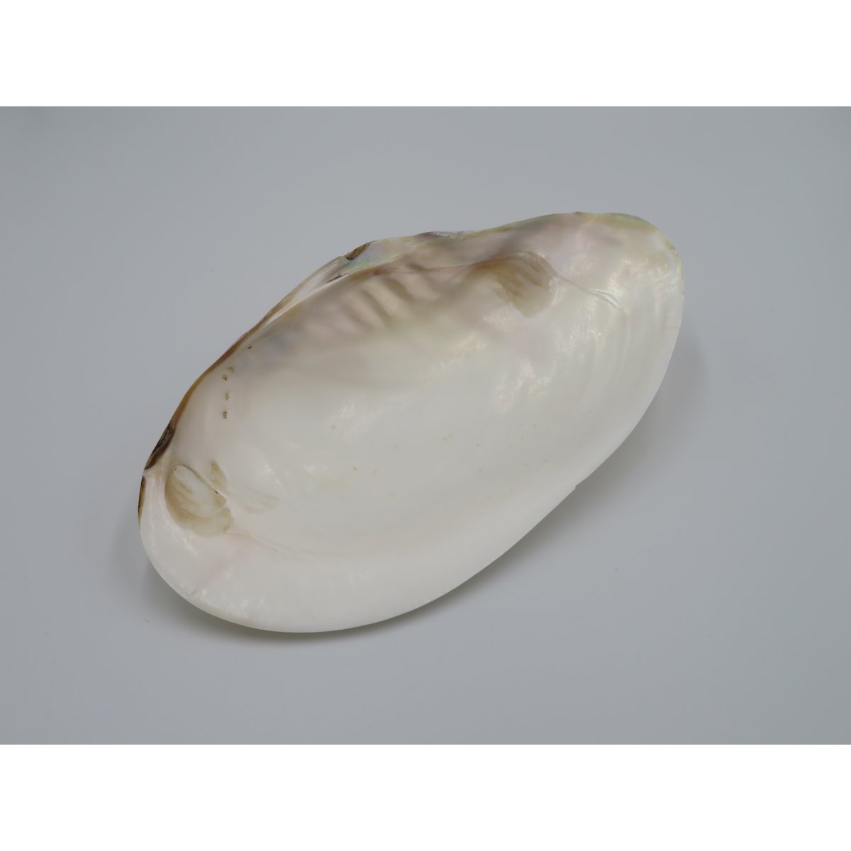Mother-of-pearl shell - Kupang 20-22 cm
