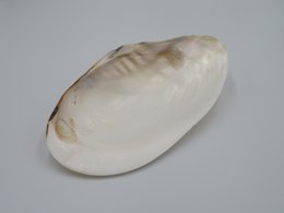 Mother-of-pearl shell - Kupang 20-22 cm