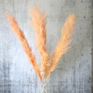 Pampasgras groß orange 120 cm 3 Stück