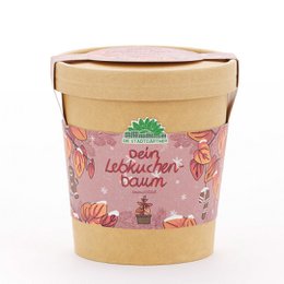 Lebkuchenbaum aus dem Becher