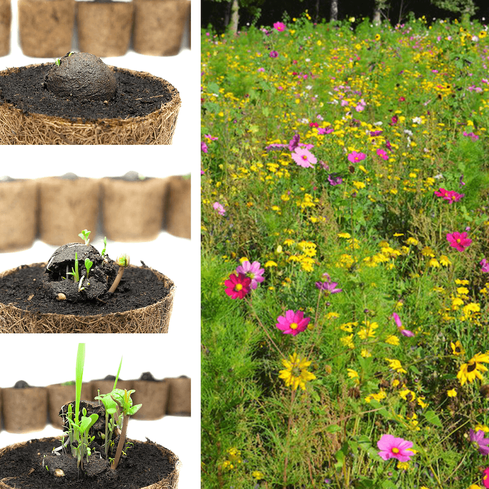 50 Wildblumen-Samenbomben, lose & unverpackt