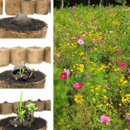50 Wildblumen-Samenbomben, lose & unverpackt
