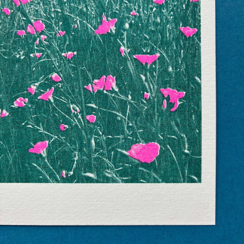Riso Postkarte Kornblume, Risographie, DIN A6
