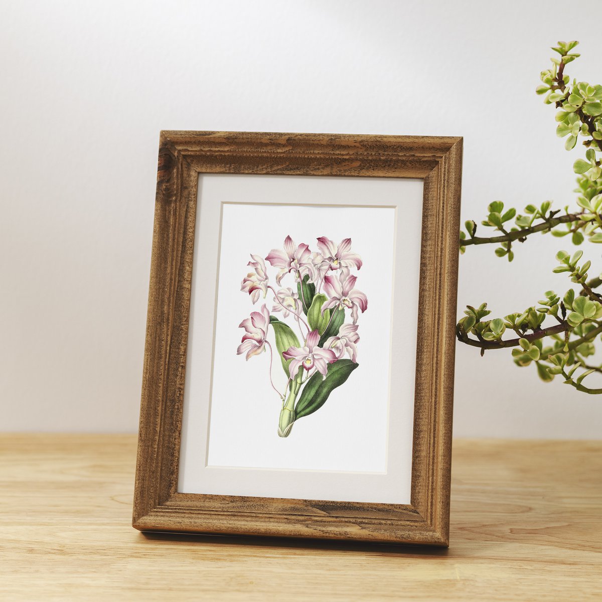 Botanische kunst print mix x16 | Vintage bloem illustratie | Kunst aan de muur