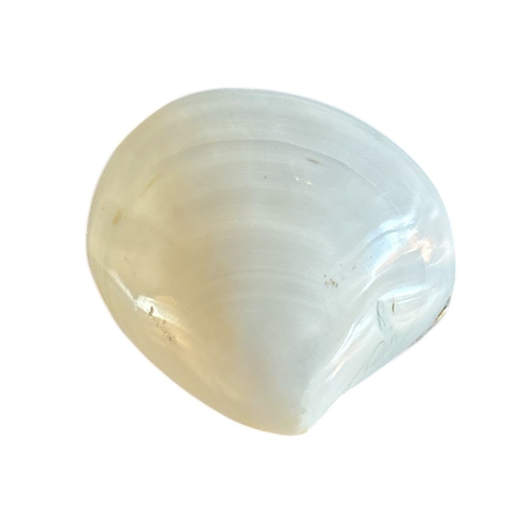 Schelpendoosje