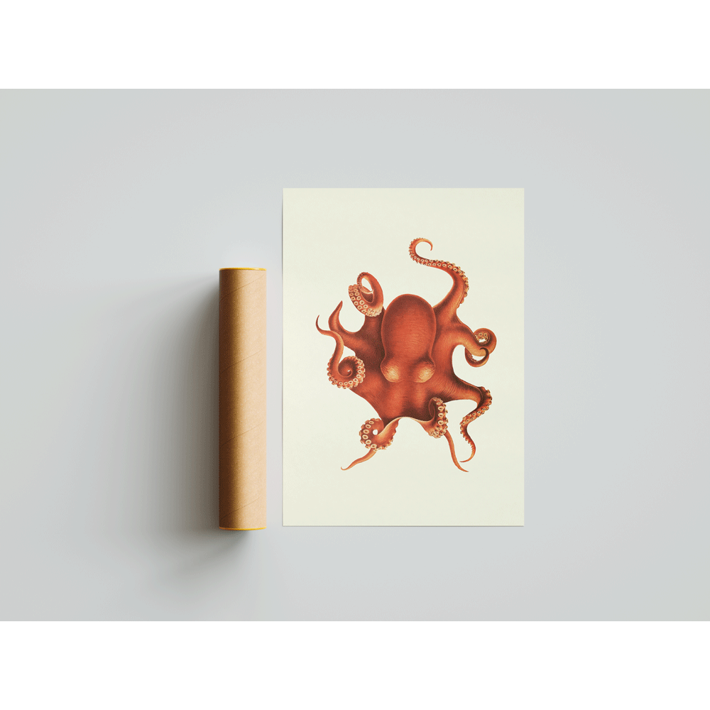 Octopus