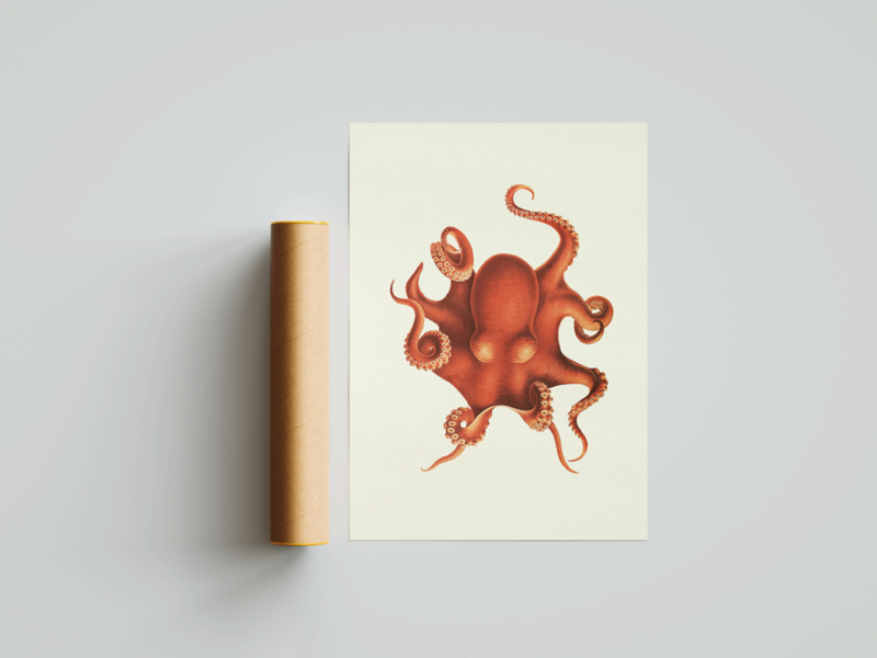 Pulpo