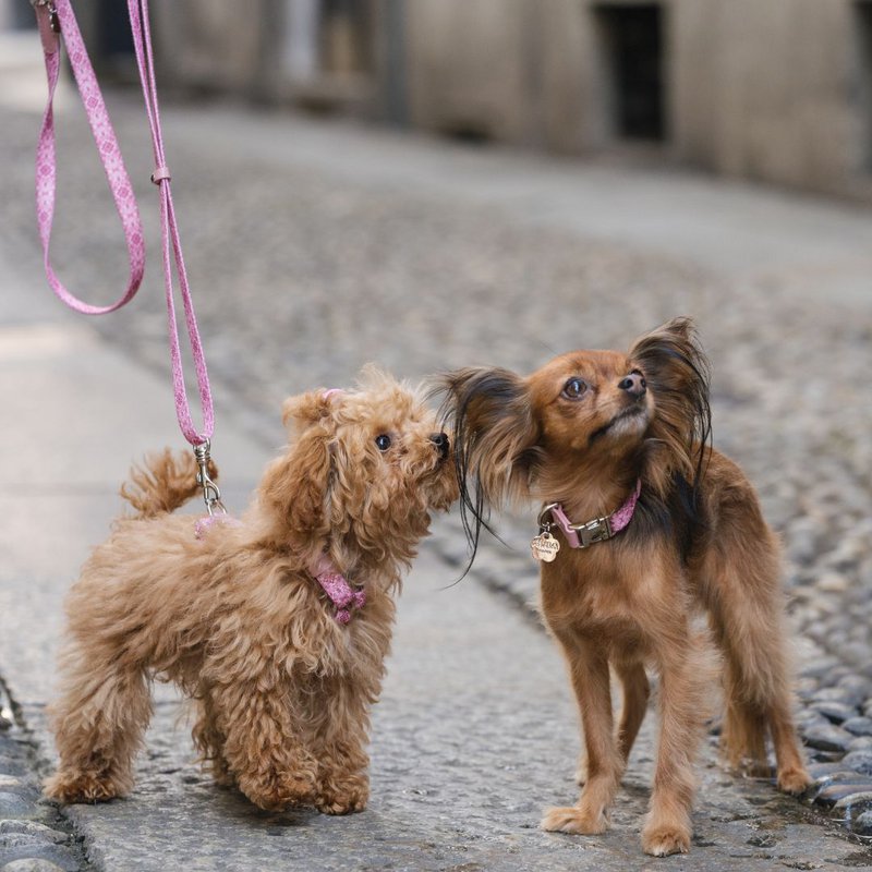 Dog Collar - Sicily