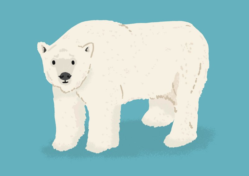 Estampado de oso polar