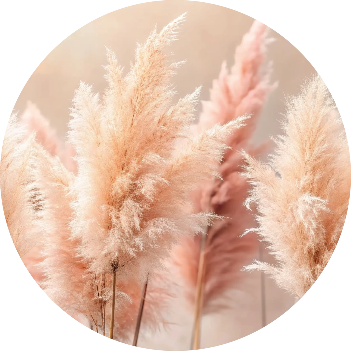 Pampas plumes