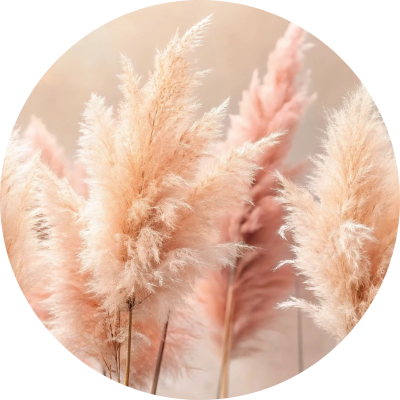 Pampas plumes
