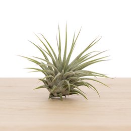 Tillandsia ionantha ionantha medium