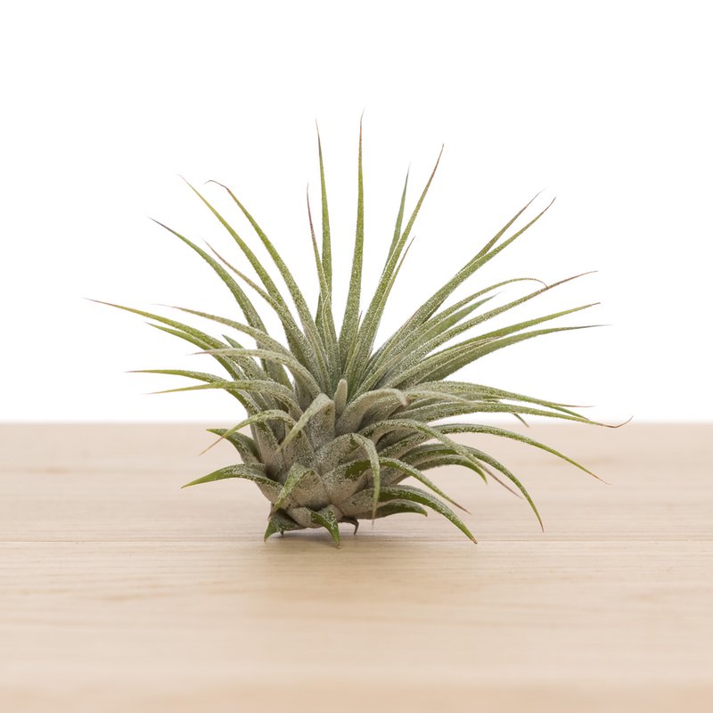 Terreno Tillandsia ionantha ionantha