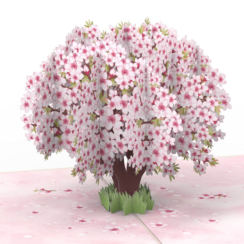 Kirsebærblomster træpop-up-kort