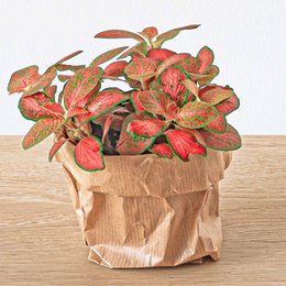 Fittonia Naranja - Rosa - Lima Rubí - Planta mosaico