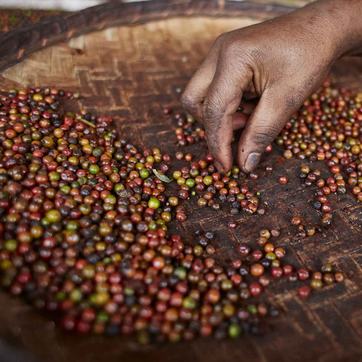 Zwarte peper volledig, premiumkwaliteit rechtstreeks van de Spice Garden, organisch, 250 g