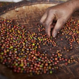 Zwarte peper volledig, premiumkwaliteit rechtstreeks van de Spice Garden, organisch, 250 g