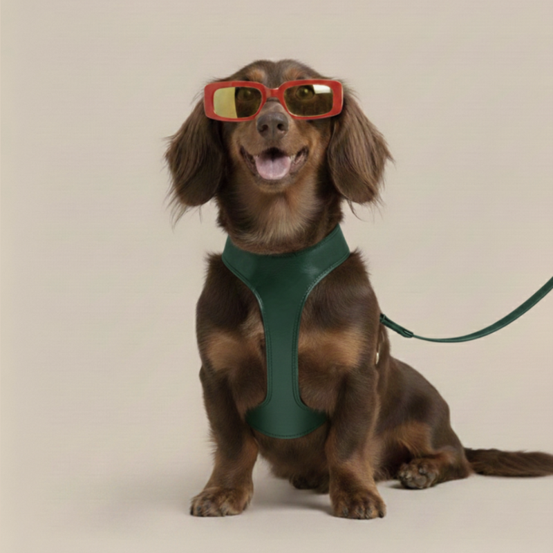 CABLAGGIO CHURCHILL. Verde Abete – Pettorina per cani imbottita in pelle vegana