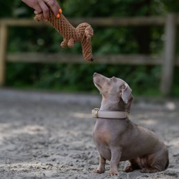 Diego Gravhund - kultlegetøj til hunde