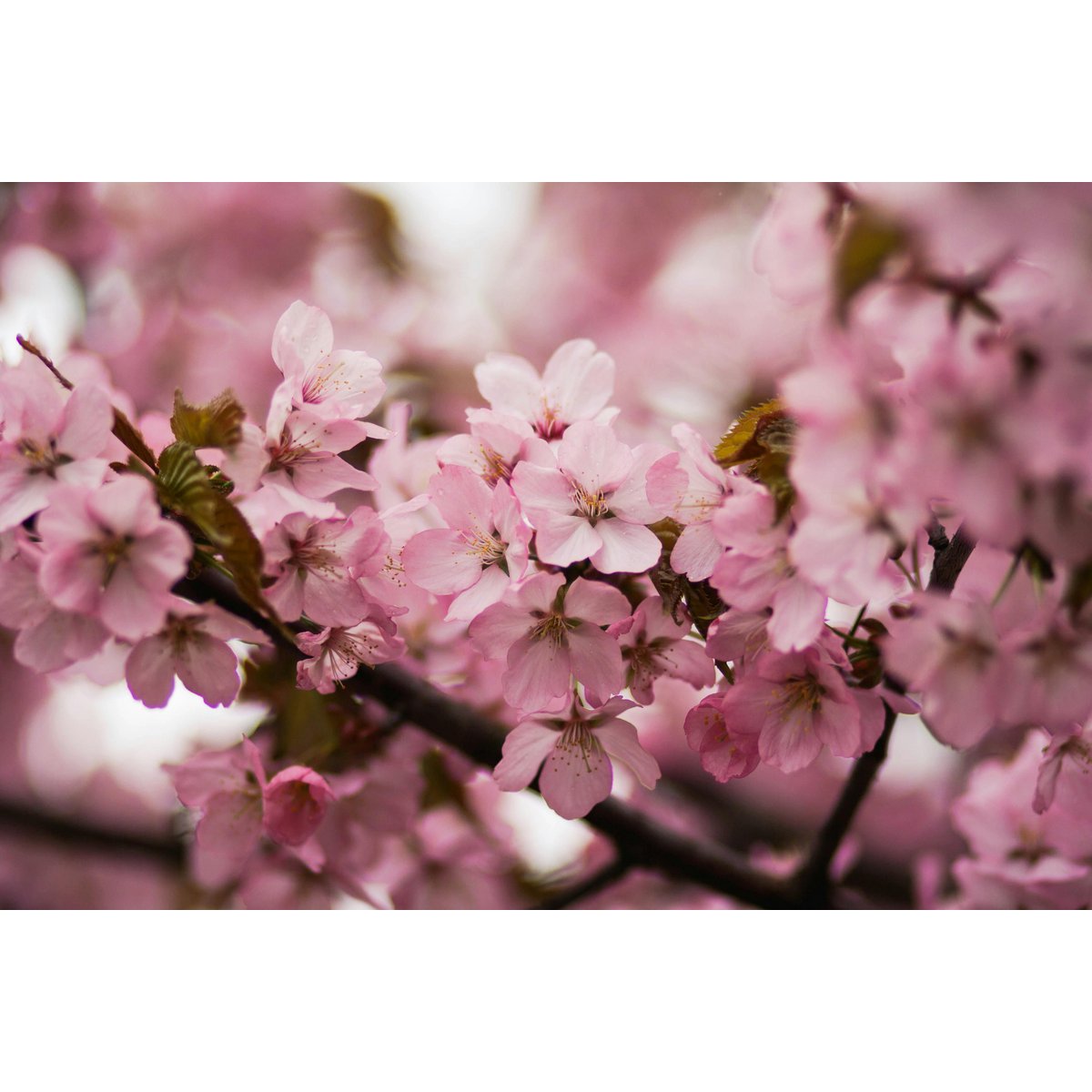 Premium zapachowa świeca „Sweet Cherry Bark”-Sweet & Fruity