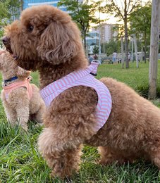 %100 Cotton Dark Blue Striped Straight Collar Harness