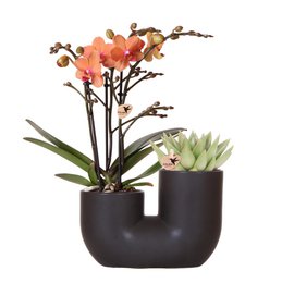  Hummingbird orchids in a decorative black pot with a succulent, featuring vibrant orange blooms and lush green foliage. This flowering houseplant is fresh from the grower.