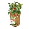 Let it Grow Veggie & Fruittie Aardbeien