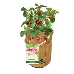 Déjalo crecer vegetal y frutas fresas