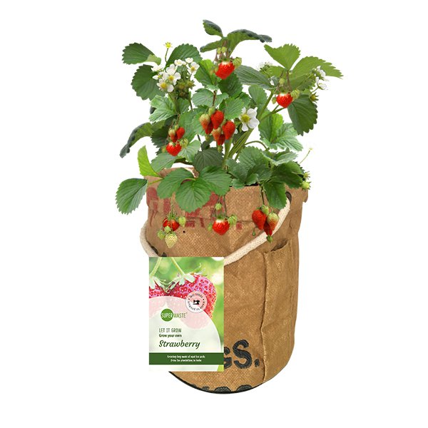 Déjalo crecer vegetal y frutas fresas