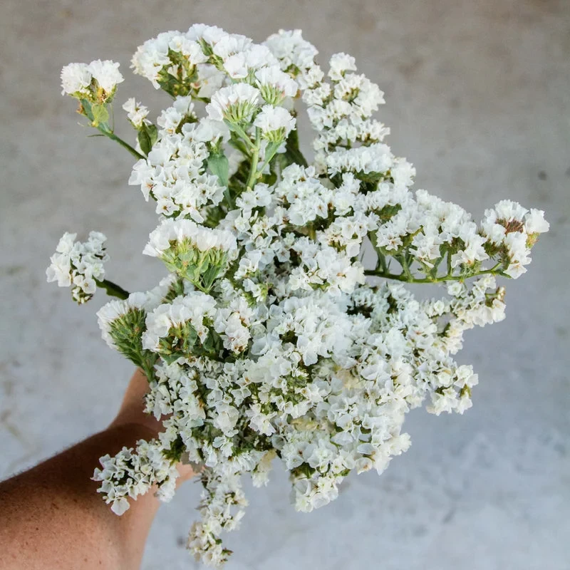 Blumenstrauß aus getrockneten Statice-Blüten