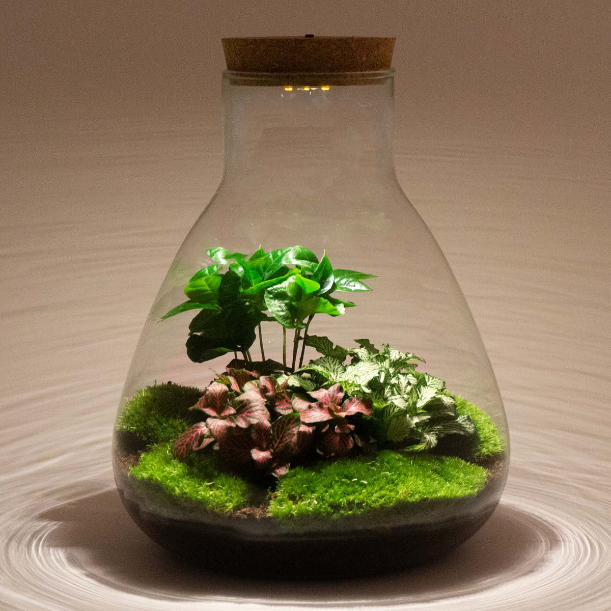 Zestaw do samodzielnego wykonania terrarium - Kawa Sam ze światłem - Ogród butelkowy - ↑ 30 cm