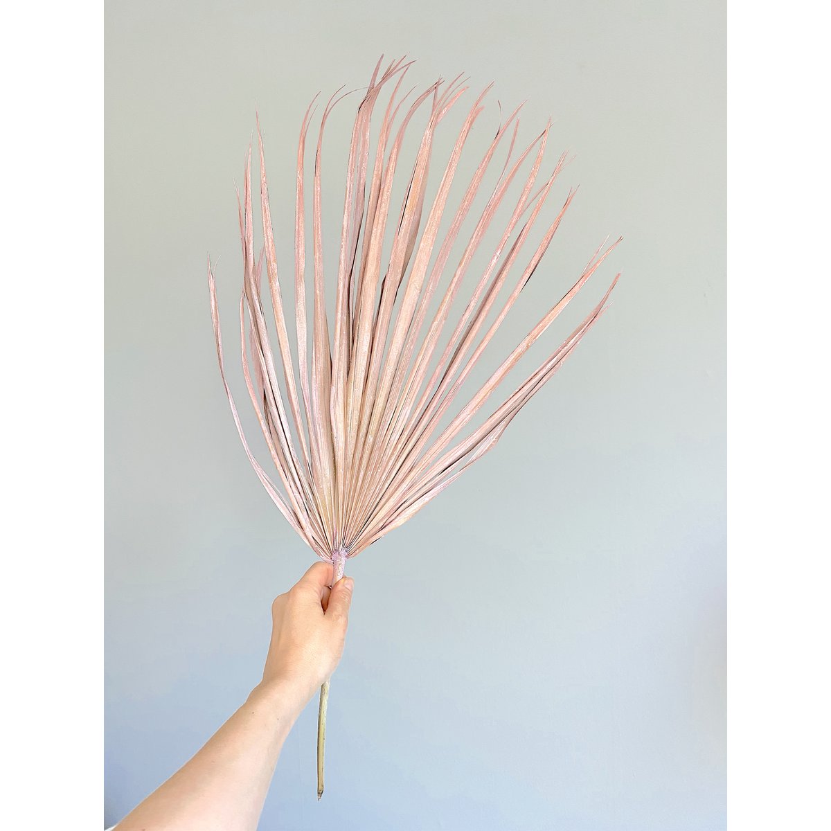 Chamerops Blätter, 10 Stk., 80cm, rosa/frosted pink