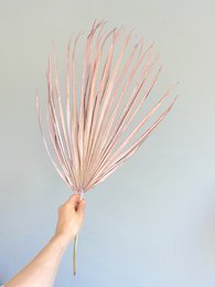 Chamerops Blätter, 10 Stk., 80cm, rosa/frosted pink