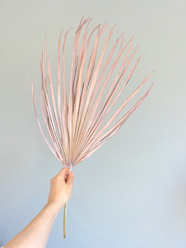 Chamerops Blätter, 10 Stk., 80cm, rosa/frosted pink