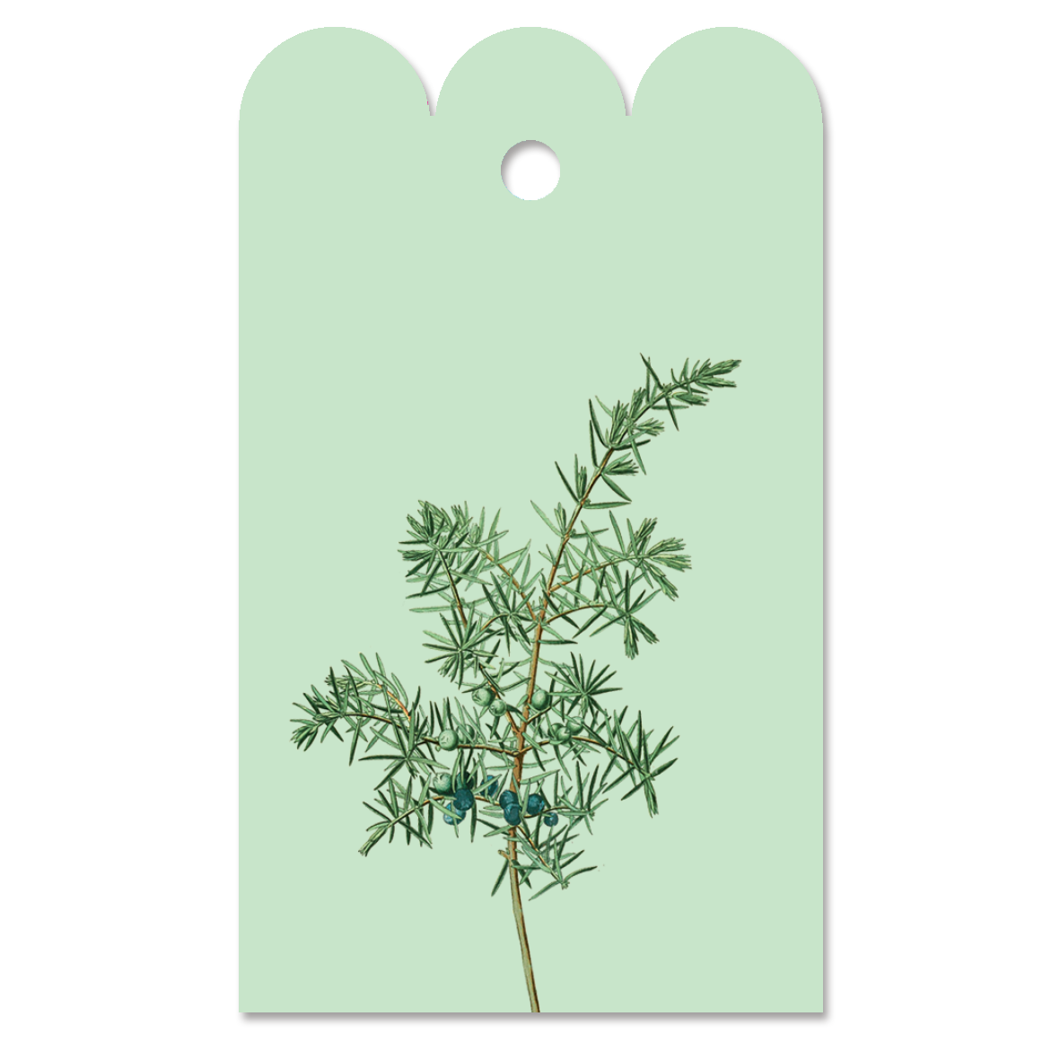Gift Tag Juniperus