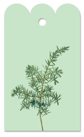 Gift Tag Juniperus