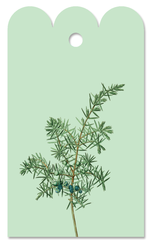 Gift Tag Juniperus