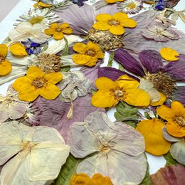 Geperste Bloemen Set 35-40 stuks Gedroogde Bloemen Voor Ambacht
