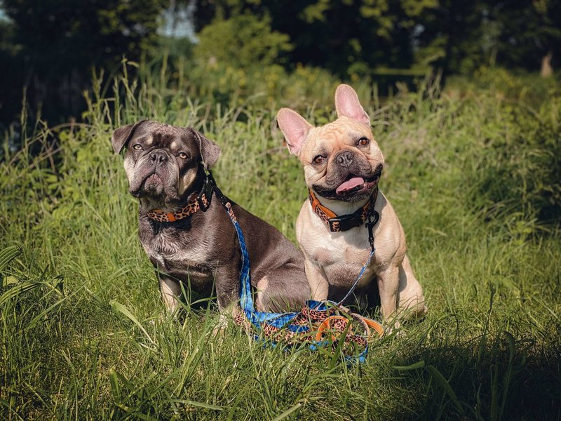 Hundehalsbånd Go Wild