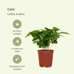 2x Coffea Arabica - Coffee plant - 25cm - ø12