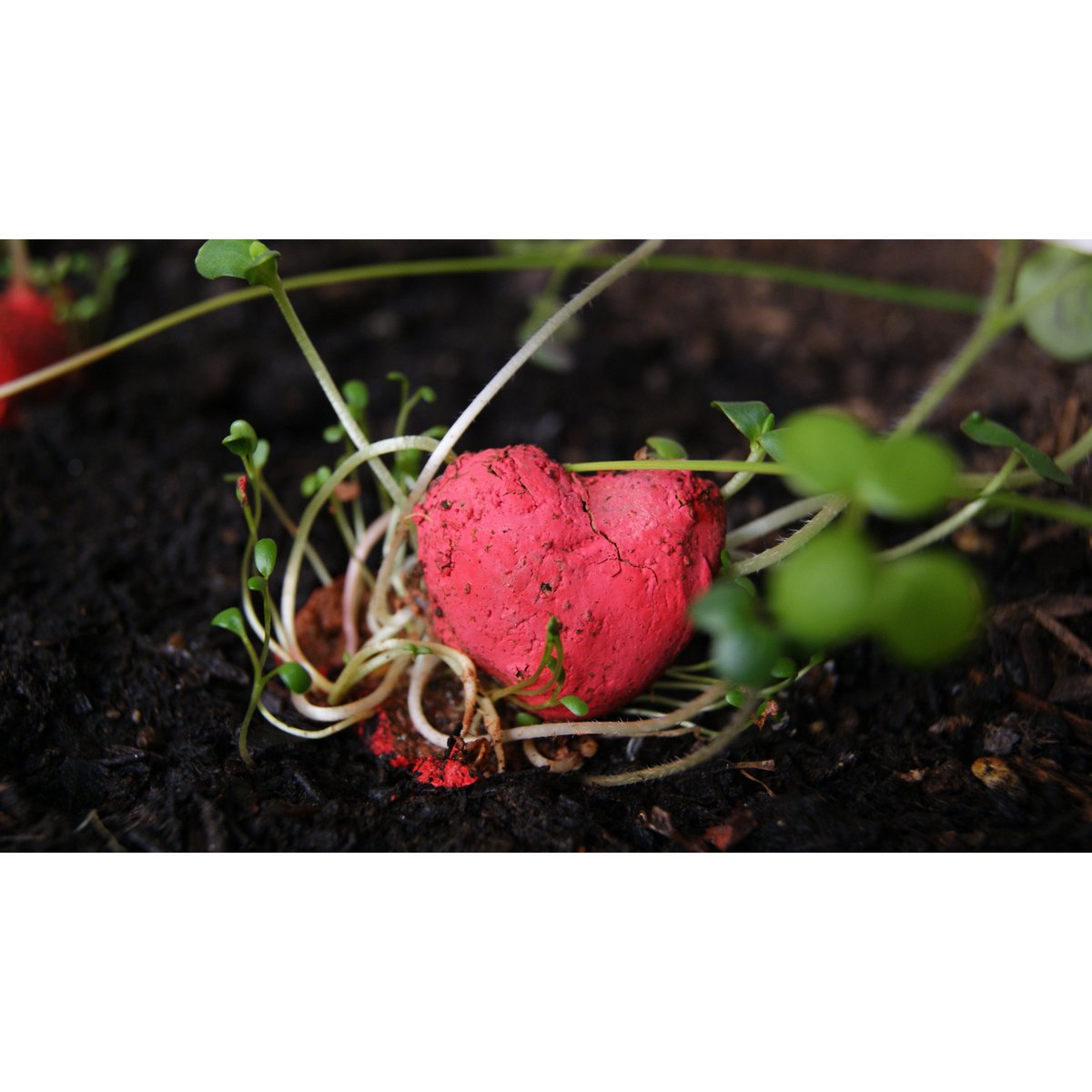 Bombas de semillas plantables - Suerte del amor
