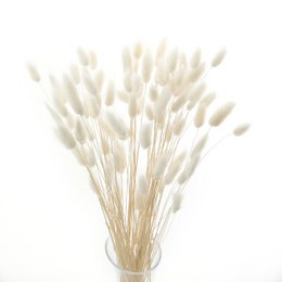 Colas de Conejo Blanqueadas (Lagurus) 100g