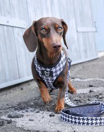 2-in-1 dog harness FK