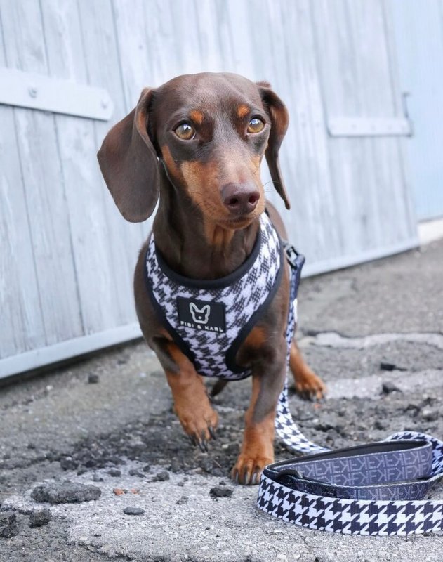 2-i-1 hundesele FK