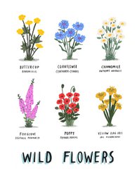Wild Flowers print