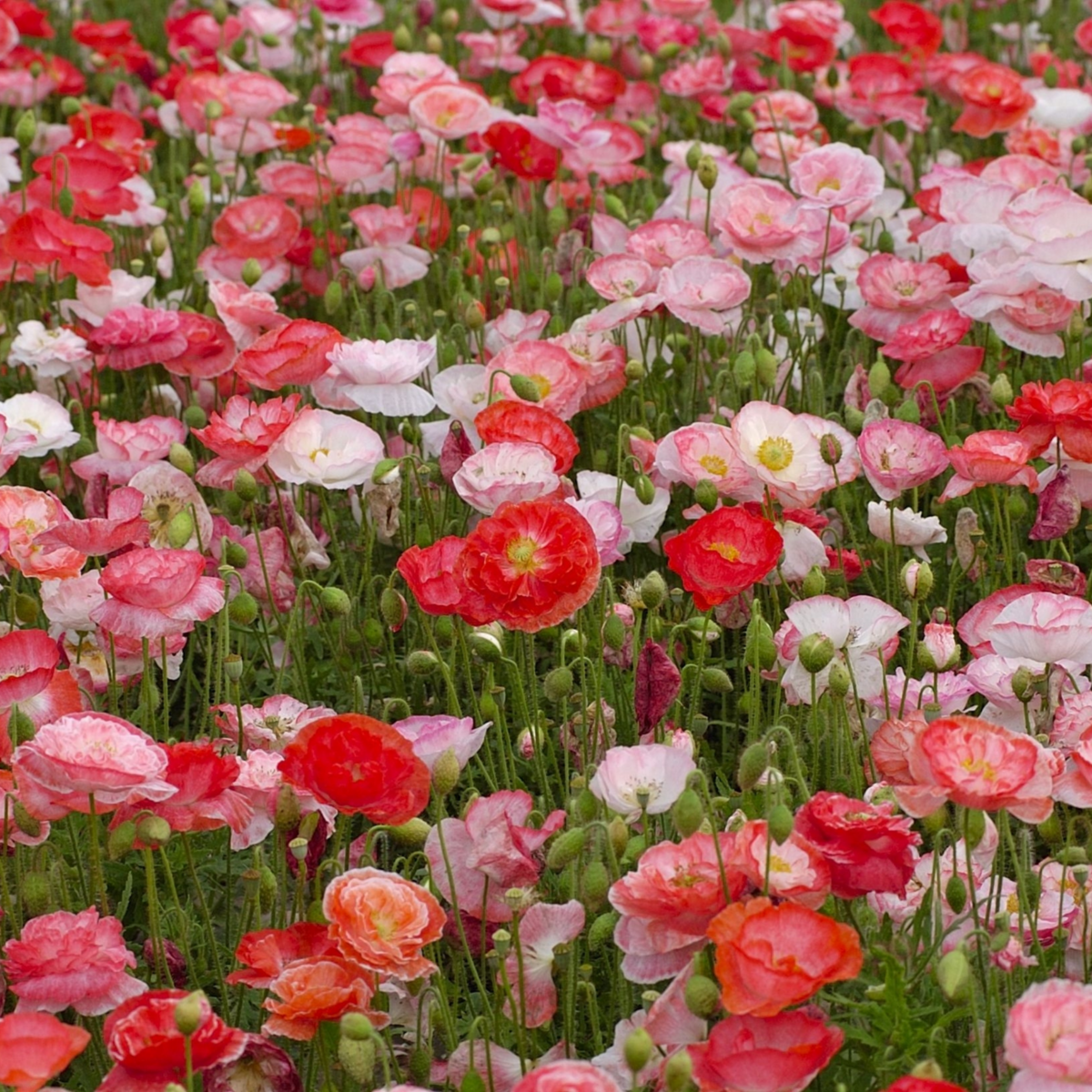 Poppy Falling in love