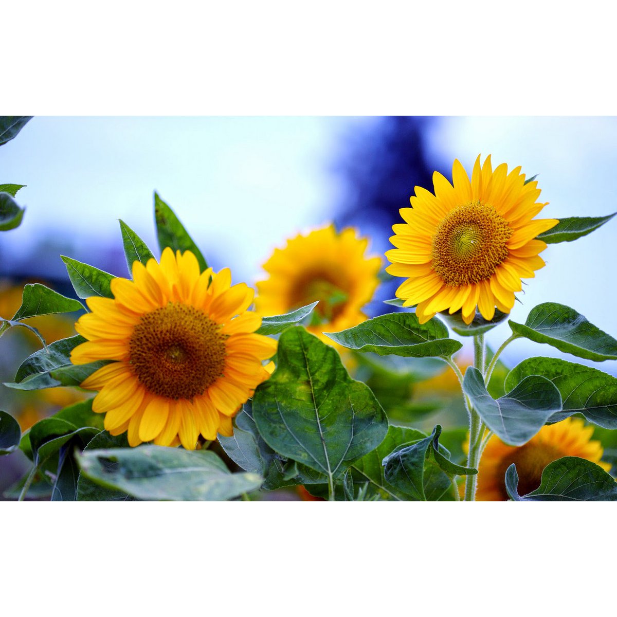 Let It Grow Grow Garden - Sunflowers