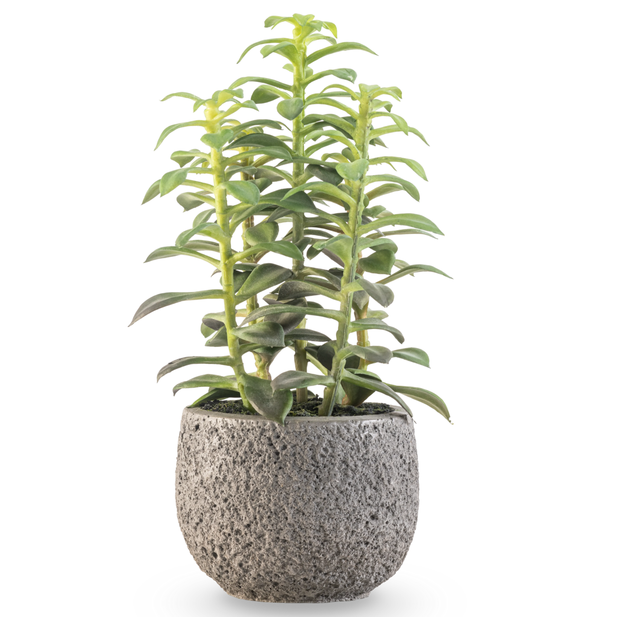 Kunst vetplant in sierpot 25 cm